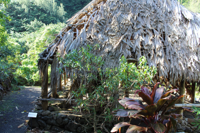 Restored Indigenous house reconstruction at Limahuli Garden.